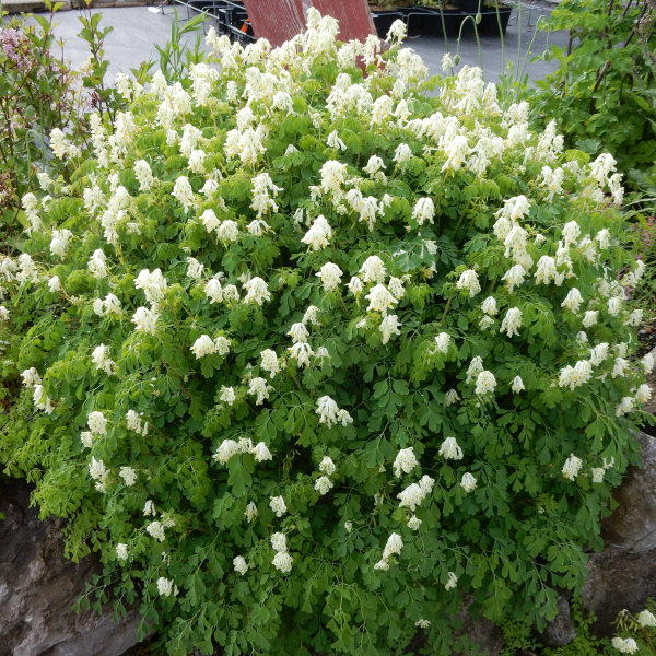 Hellgelber Lerchensporn (Pseudofumaria ochroleuca)