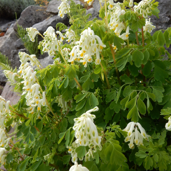 Hellgelber Lerchensporn (Pseudofumaria ochroleuca)