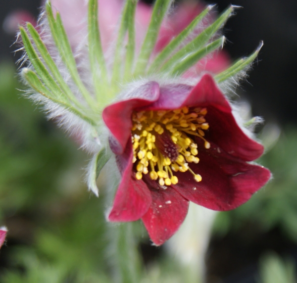 Küchenschelle Rubra (Pulsatilla vulgaris Rubra)