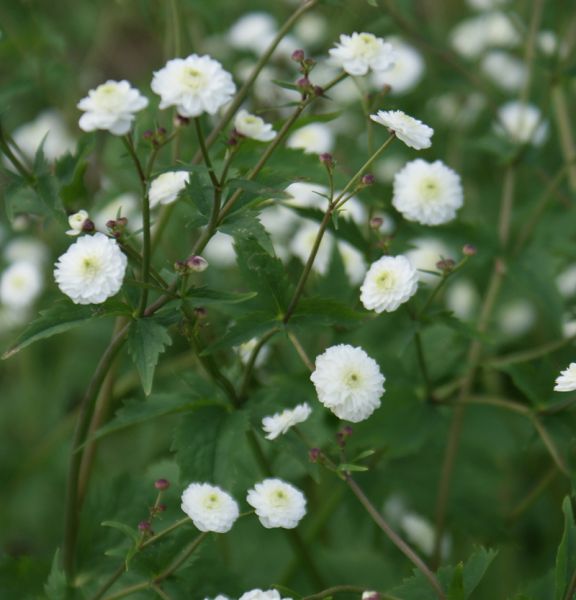 Hahnenfuss Pleniflorus (Ranunculus aconitifolius Pleniflorus)