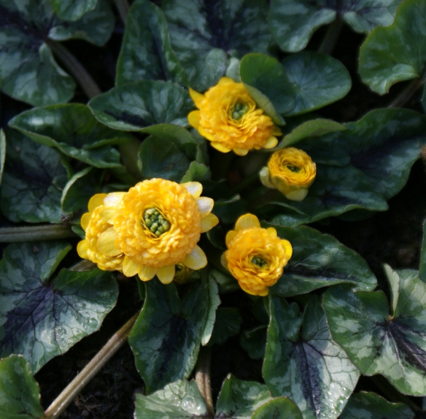 Zwerg-Ranunkel Collarette (Ranunculus ficaria Collarette)