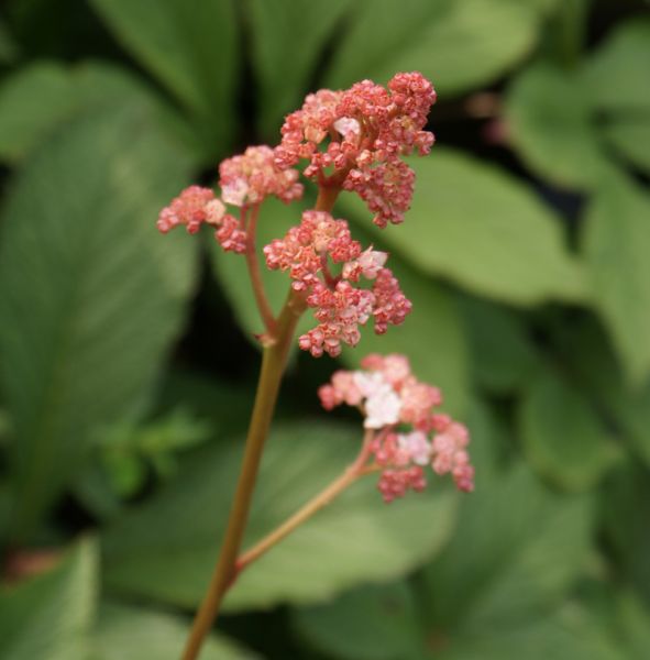 Rodgersia henricii (Schaublatt)