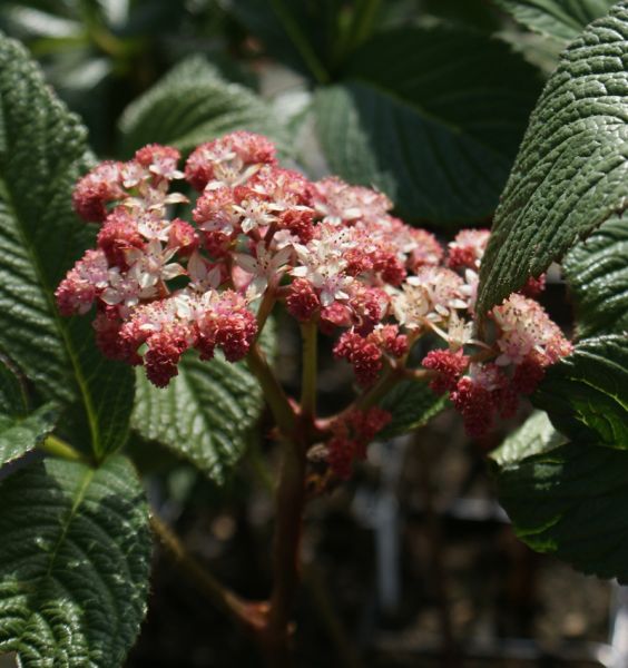 Schaublatt Chocolate Wings (Rodgersia pinnata Chocolate Wings)