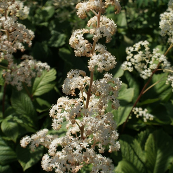 Holunderblättriges Schaublatt (Rodgersia sambucifolia)