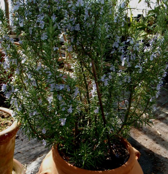 Rosmarin Arp (Rosmarinus officinalis Arp)