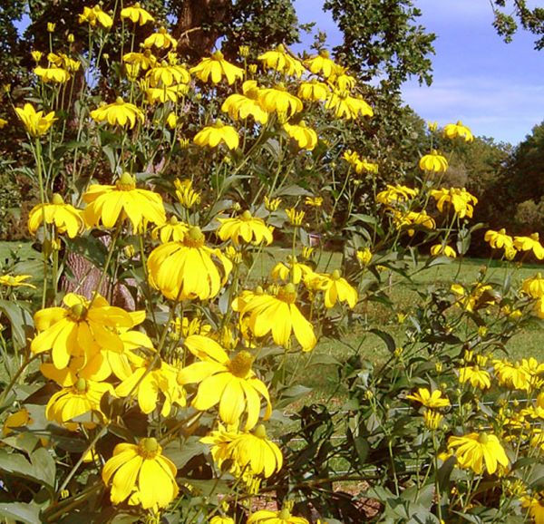 Hoher Sonnenhut Herbstsonne (Rudbeckia nitida Herbstsonne)