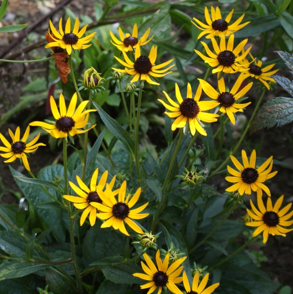 Sonnenhut Little Goldstar (Rudbeckia fulgida var. sullivantii Little Goldstar)