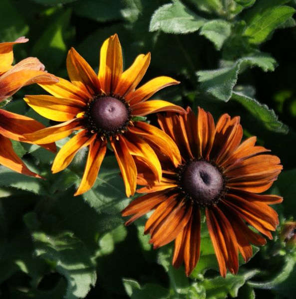 Sonnenhut Autumn Colours (Rudbeckia hirta Autumn Colours)