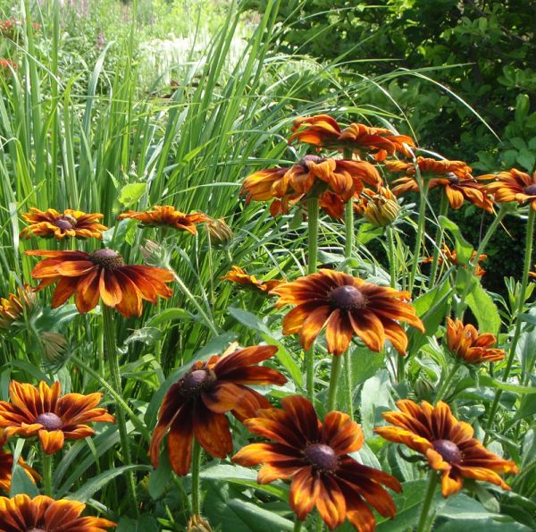 Sonnenhut Autumn Colours (Rudbeckia hirta Autumn Colours)