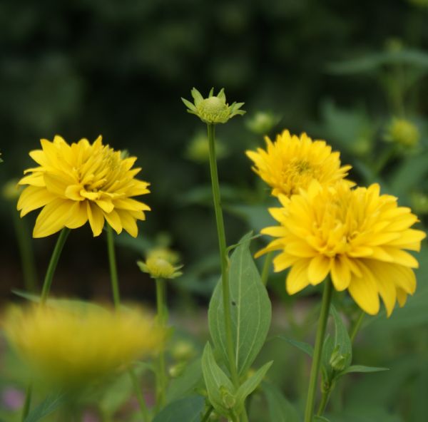 Hoher Sonnenhut Goldball (Rudbeckia laciniata Goldball)