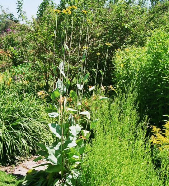 Riesen-Sonnenhut (Rudbeckia maxima)