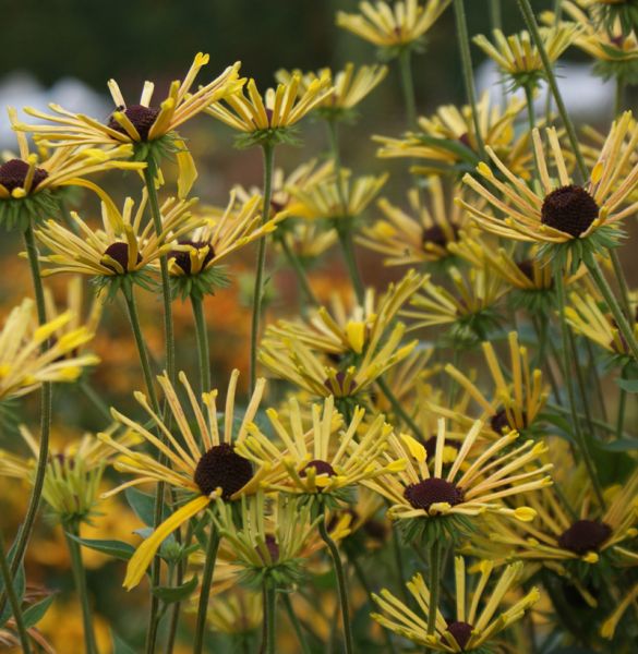 Filziger Sonnenhut Henry Eilers (Rudbeckia subtomentosa Henry Eilers)