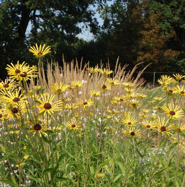 Filziger Sonnenhut Henry Eilers (Rudbeckia subtomentosa Henry Eilers)