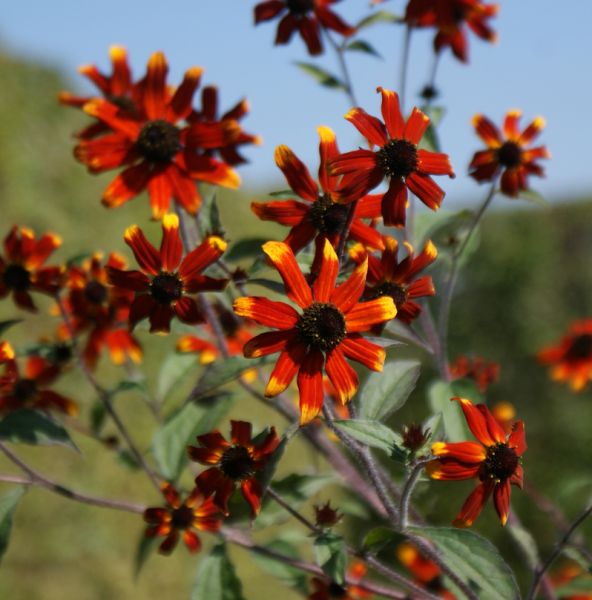 Oktober-Sonnenhut, Schleier-Sonnenhut Prairie Glow (Rudbeckia triloba Prairie Glow)