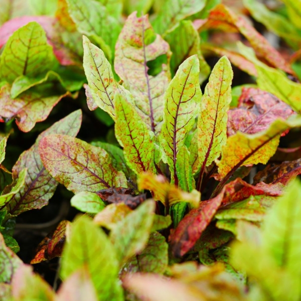 Wiesen-Sauerampfer (Rumex acetosa)