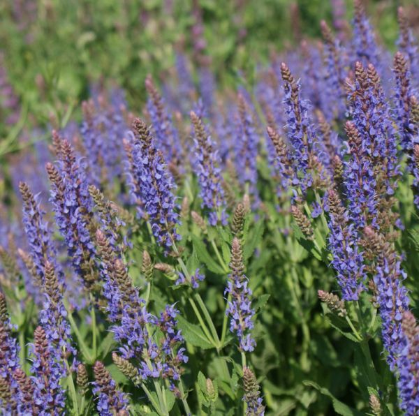 Steppensalbei Blauhügel (Salvia nemorosa Blauhügel)