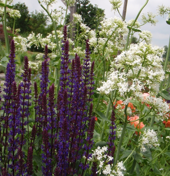 Steppensalbei Caradonna (Salvia nemorosa Caradonna)