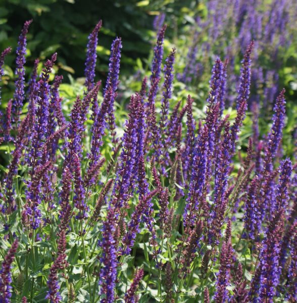 Steppensalbei Ostfriesland (Salvia nemorosa Ostfriesland)