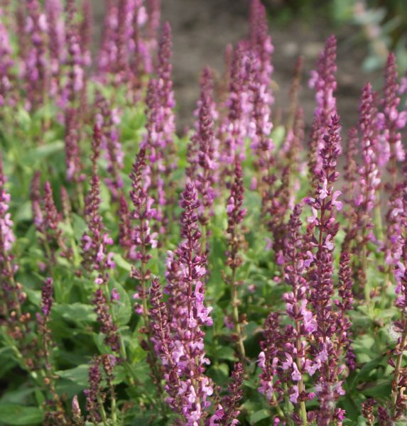 Steppensalbei Eos (Salvia nemorosa Eos)