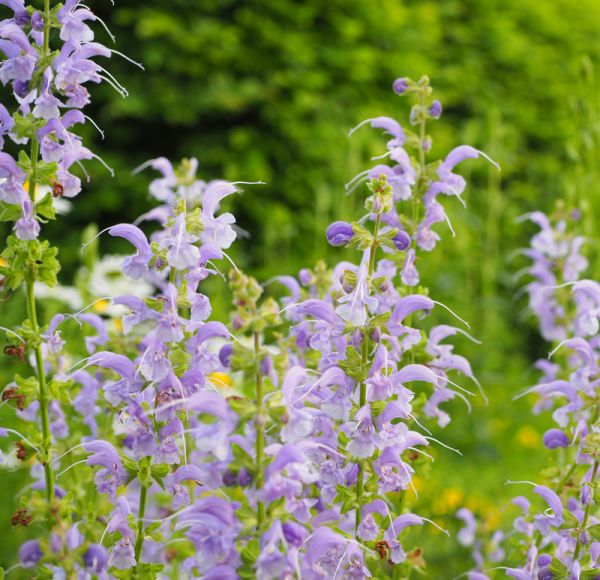 Wiesensalbei Skydance (Salvia pratensis Skydance)