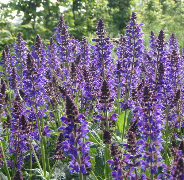 Steppensalbei Mainacht (Salvia nemorosa Mainacht)
