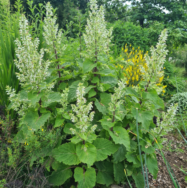 Muskateller-Salbei Vatican White (Salvia sclarea Vatican White)
