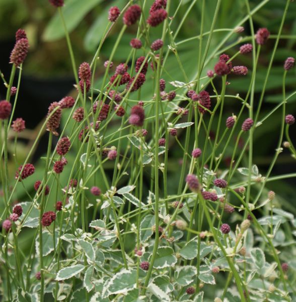 Wiesenknopf Little Angel (Sanguisorba Hybride Little Angel)