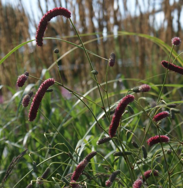 Wiesenknopf Scapino (Sanguisorba Hybride Scapino)