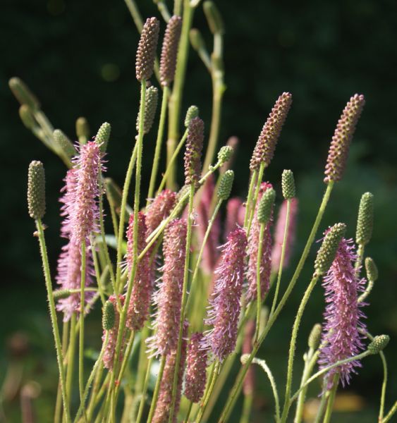 Wiesenknopf Blackthorn (Sanguisorba Hybride Blackthorn)