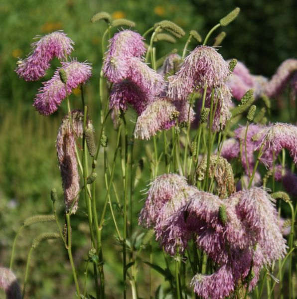 Wiesenknopf Pink Brushes (Sanguisorba Hybride Pink Brushes)