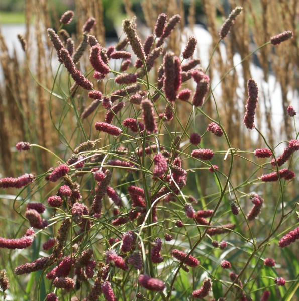 Wiesenknopf Pink Elephant (Sanguisorba Hybride Pink Elephant)