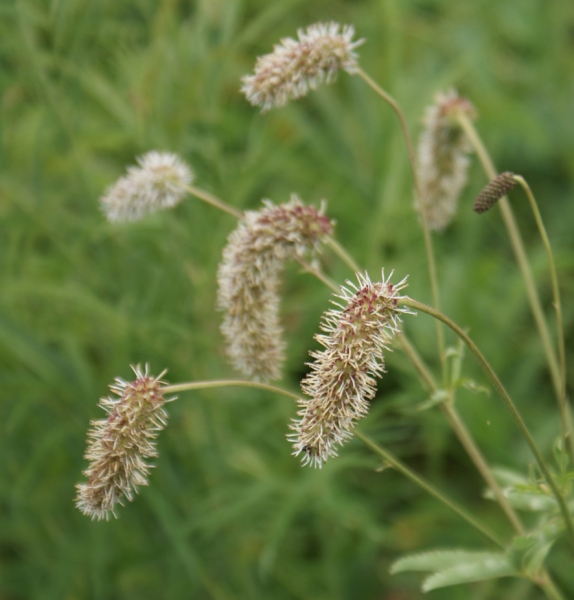 Hoher Wiesenknopf (Sanguisorba armena)