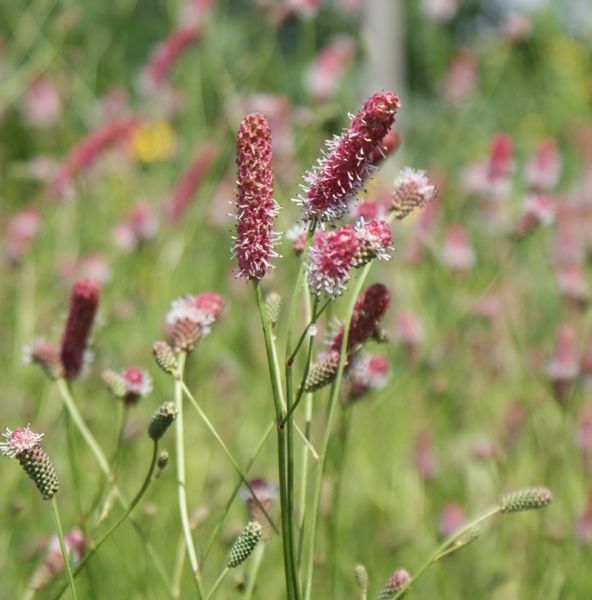 Wiesenknopf Pink Tanna (Sanguisorba officinalis Pink Tanna)