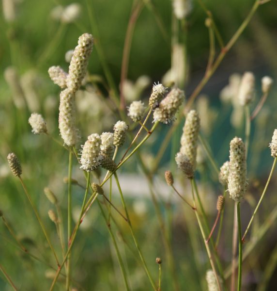 Wiesenknopf Weißer Knopf (Sanguisorba officinalis Weißer Knopf)