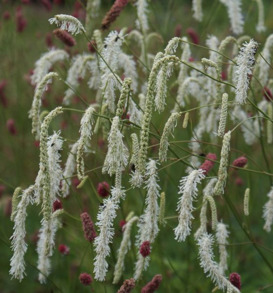 Hoher Wiesenknopf (Sanguisorba tenuifolia albiflora)