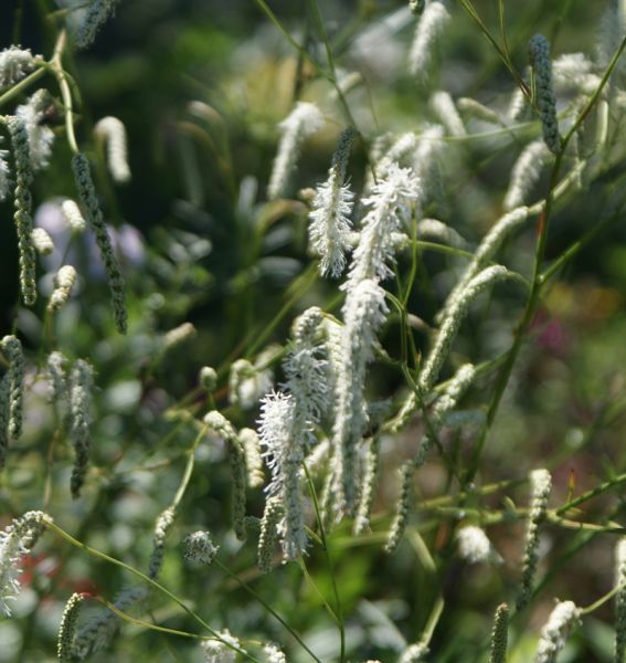 Hoher Wiesenknopf All Time High (Sanguisorba tenuifolia All Time High)