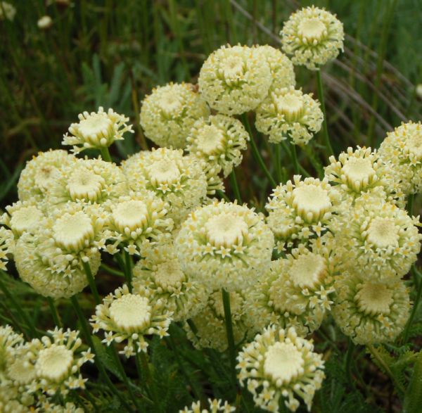 Heiligenkraut Edward Bowles (Santolina chamaecyparissus Edward Bowles)