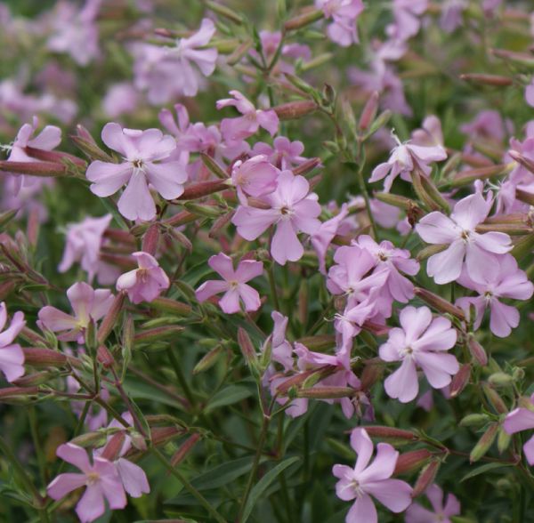 Sommer-Seifenkraut Max Frei (Saponaria x lempbergii Max Frei )