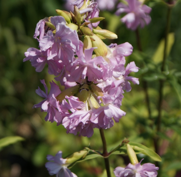 Echtes Seifenkraut Rosea Plena (Saponaria officinalis Rosea Plena)