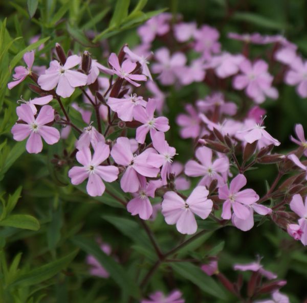 Seifenkraut Sigurd (Saponaria siculata intermedia Sigurd)