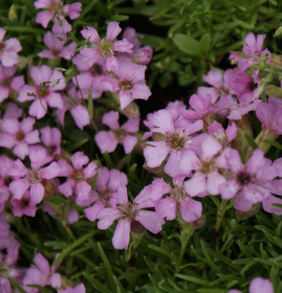 Seifenkraut (Saponaria x olivana)