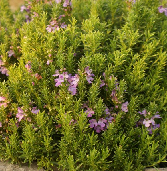 Zwerg-Berg-Bohnenkraut (Satureja montana ssp. illyrica, Satureja subspicata)