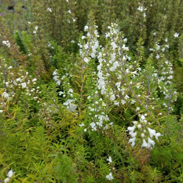 Kriechendes Berg-Bohnenkraut (Satureja spicigera)