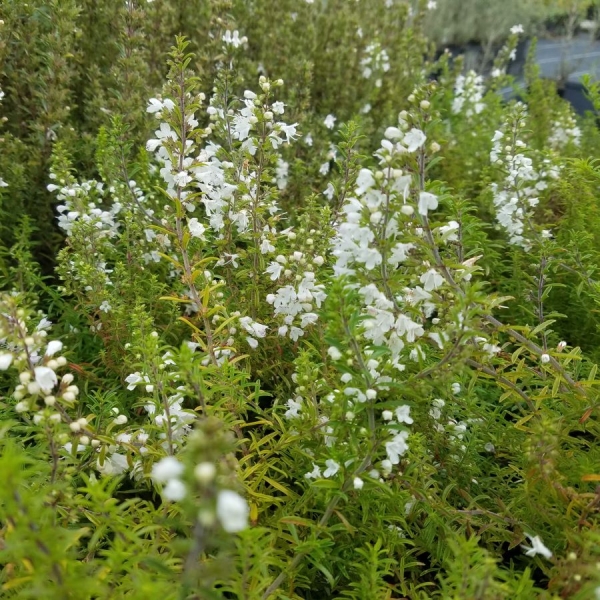 Kriechendes Berg-Bohnenkraut (Satureja spicigera)