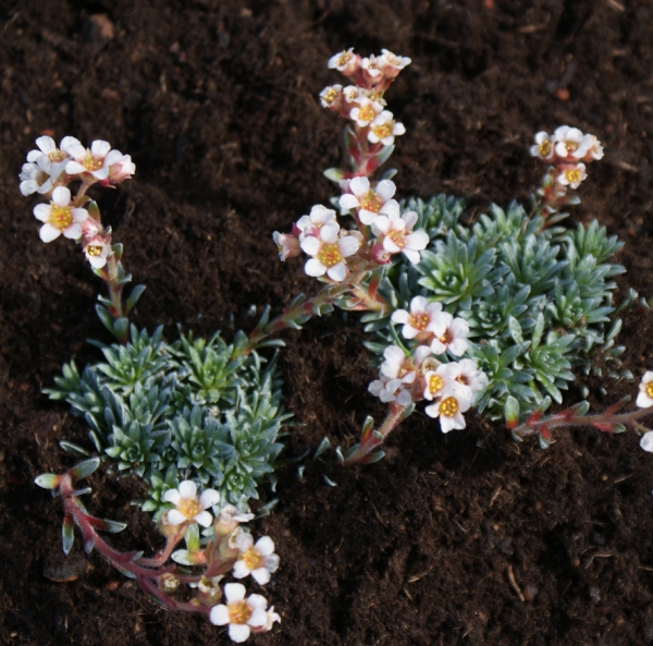 Steinbrech (Saxifraga biasolettii x Phoenix)