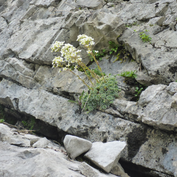 Blaugrüner Steinbrech (Saxifraga caesia)