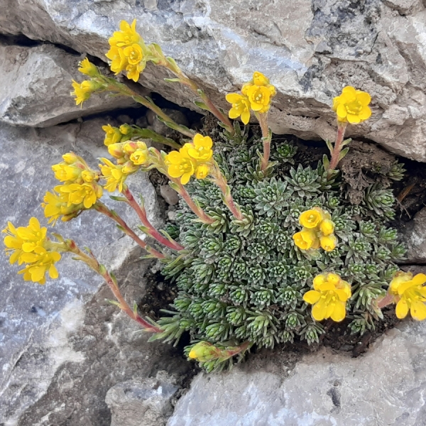 Steinbrech (Saxifraga eudoxiana haagii)