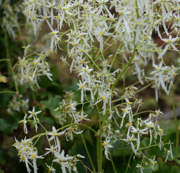 Herbst Steinbrech Maigrün (Saxifraga cortusifolia var. fortunei Maigrün)