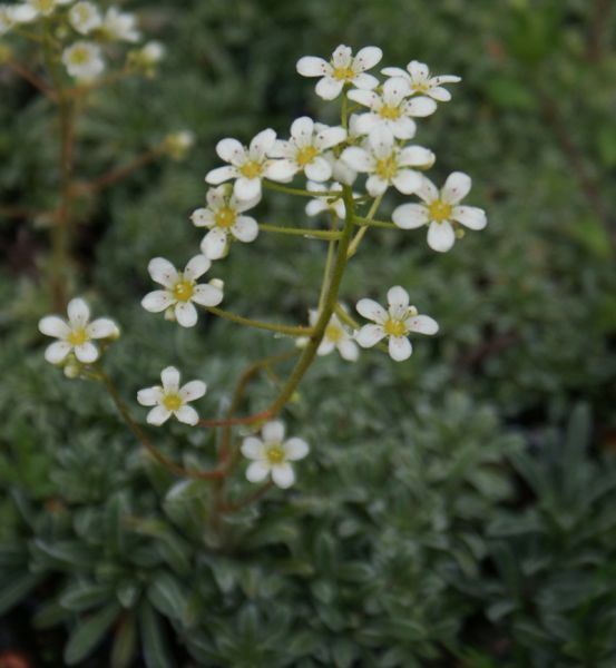 Rispen-Steinbrech (Saxifraga paniculata carniolica)