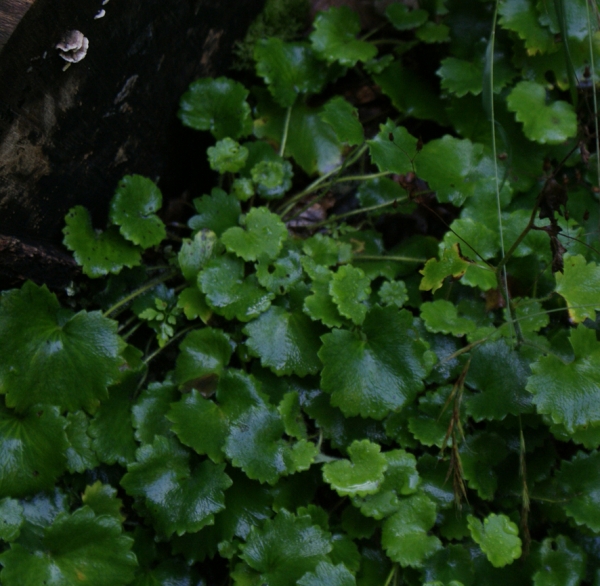 Rundblättriger Steinbrech (Saxifraga rotundifolia)